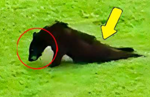 (VIDEO)Bear begs for help. What happens next is unbelievable