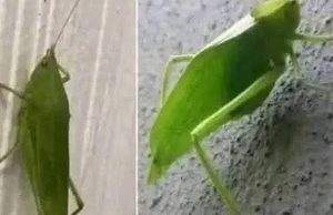 Insect Messaging: The Leaf Grasshopper’s Messenger
