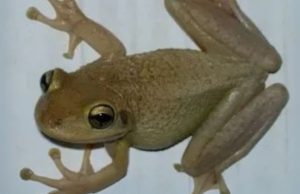 What does it mean to have frogs in your house?