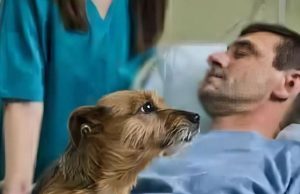 The dog that woke his master