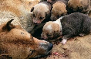 Exhausted Mother Dog Cries for Help as She Tries to Care for Her Puppies
