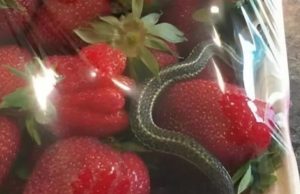 A basket of bright red strawberries, an expected treat – but it held a terrifying discovery