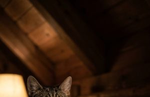 The cat woke up its owner every night and chased her out of the bedroom. The woman thought the cat had mental problems until she took it to the vet.